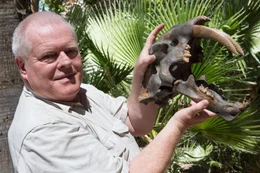 Eiszeit-Experte Dick Mol mit dem Sch&auml;del der S&auml;belzahnkatze Smilodon. Die Raubtiere mit den langen Eckz&auml;hnen starben vor etwa 12 000 Jahren aus.