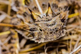 Texas-Kr&ouml;tenechse (Phrynosoma cornutum).