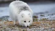 Der Polarfuchs ist das einzige Lands&auml;ugetier Islands, das schon vor der Ankunft des Menschen dauerhaft hier lebte. Nur etwa 20 Prozent tragen im Winter ein wei&szlig;es Fell.