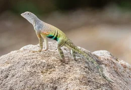 Gro&szlig;e Kurzhornkr&ouml;tenechse (Phrynosoma hernandesi).