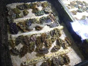 Various marine life in a tank. Various marine life in a tank.