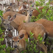 Eine Herde von Key-Weißwedelhirschen - die kleinsten aller nordamerikanischen Hirsche leben ausschließlich in Florida. Sie sind etwa so große wie ein Schäferhund.
