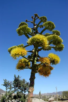Eine Agavenbl&uuml;te.