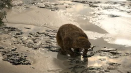 Riesenfaultiere, hier eine Animation, waren zur Eiszeit in ganz Nord- und S&uuml;damerika verbreitet.