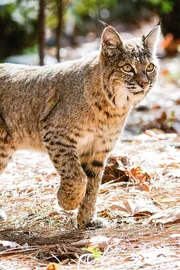 Rotluchs – Yosemite-Nationalpark. Rotluchs – Yosemite-Nationalpark.