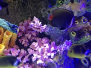 A close-up shot of the Obie One aquarium.