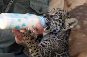 Die kleinen Jaguare brauchen viel Zuwendung: Alle zwei Stunden muss jemand nach ihnen sehen und sie füttern.