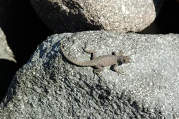 Seitenfleckenleguan.