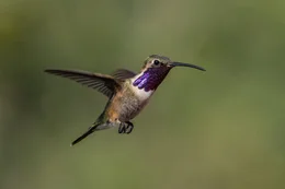 Luzifersternkolibri (Calothorax lucifer).