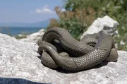 Golem Grad (‚Schlangeninsel‘). Am häufigsten anzutreffen sind ungiftige Würfelnattern, die zwischen den Felsen im Wasser leben und kleine Fische jagen.