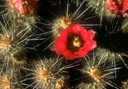 hr-fernsehen BAJA CALIFORNIA - DAS ANDERE KALIFORNIEN, Ein Film von Paul Reddish, am Montag (19.03.12) um 15:15 Uhr. Stachlige Sch&ouml;nheiten: Cacto Fresa - Erdbeerkaktus wird er im Spanischen genannt.