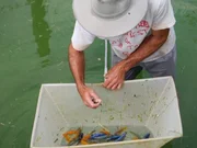 Cichlid Farm worker netting fish with crew member filming.