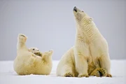 Eisbären sind weitestgehend Einzelgänger. Da sie aber kein ausgeprägtes Territorialverhalten haben, können sich ihre Jagdreviere überlappen. Eisbären sind weitestgehend Einzelgänger. Da sie aber kein ausgeprägtes Territorialverhalten haben, können sich ihre Jagdreviere überlappen.