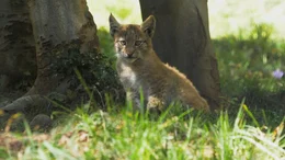 Luchs-Baby