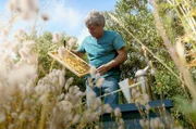 Carlo Amodeo zieht die Sizilianische Biene "Apis mellifera siciliana" auf, die 30 Jahre lang verschwunden war. Er achtet darauf, dass die Rasse rein bleibt und lebt vom Verkauf der Königinnen und des Honigs.