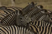 Das Okawango-Delta ist einer der besten Orte in Botsuana, um Zebras zu sehen.