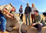 Marios Michaelidis (r.) und Lea Henzgen (2. v.r.) lassen sich von Wildtierarzt Gary Bauer (l.) erkl&auml;ren, wie dieses Breitmaulnashorn identifiziert wird. Das Nashorn wurde vorher vom Tierarzt mit einem Bet&auml;ubungsgewehr sediert. Weil sich die Nash&ouml;rner im Reservat zu sehr vermehrt haben, werden drei junge Bullen heute in ein anderes Reservat verfrachtet.