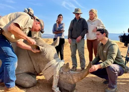 Marios Michaelidis (r.) und Lea Henzgen (2. v.r.) lassen sich von Wildtierarzt Gary Bauer (l.) erkl&auml;ren, wie dieses Breitmaulnashorn identifiziert wird. Das Nashorn wurde vorher vom Tierarzt mit einem Bet&auml;ubungsgewehr sediert. Weil sich die Nash&ouml;rner im Reservat zu sehr vermehrt haben, werden drei junge Bullen heute in ein anderes Reservat verfrachtet.