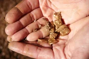 Detail of golden nuggets found by today prospector in sand of creek