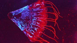 Die Kronenqualle Periphylla ist rot gef&auml;rbt, kann aber bei Gefahr blaue Lichtsignale aussenden und sogar leuchtende Partikel ausscheiden.