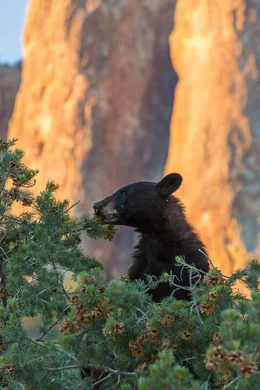 Amerikanischer Schwarzb&auml;r (Ursus americanus).