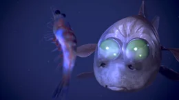Die Augen der R&ouml;hrenaugen-Gespensterfische beobachten das Wasser oberhalb durch die transparente Stirn hindurch. Zum Beutefang k&ouml;nnen sie nach vorne geklappt werden.