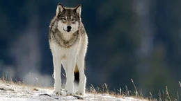 In den ersten Jahren nach ihrer Auswilderung (1995-1997) vermehrten sich die W&ouml;lfe im Yellowstone Nationalpark und bildeten neue Rudel. Besonders in wildreichen Regionen, in denen viele Wapiti-Hirsche leben, war das Projekt erfolgreich.