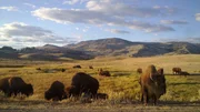 Yellowstone ist der &auml;lteste Nationalpark der USA - und die Heimat gro&szlig;er Bisonherden.