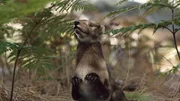 Das Zangheotherium war zwar ein S&auml;ugetier. Unklar ist jedoch, ob es Eier legte oder lebende Junge gebar.