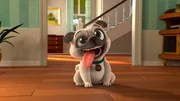 Der kleine R&uuml;de Terry ist bei Oma Pina zu Gast. Doch er ist kein normaler Hund: er will unbedingt eine Katze sein!