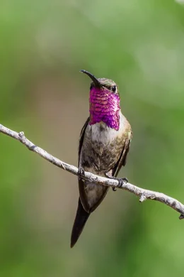 Luzifersternkolibri (Calothorax lucifer).