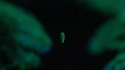 Eine Korallenlarve sucht Siedlungsraum. Eine Korallenlarve sucht Siedlungsraum.