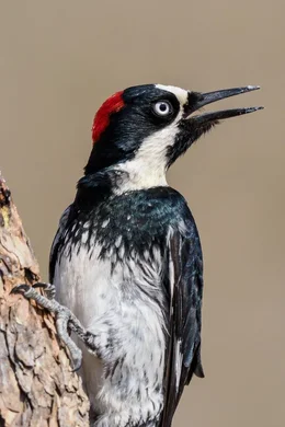 Eichelspecht (Melanerpes formicivorus).