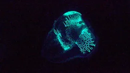 Die Melonen-Qualle l&auml;sst bei St&ouml;rungen eisblaue Lichtmuster &uuml;ber ihren K&ouml;rper laufen.