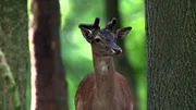 Das Bild zeigt ein Wildtier, einen Hirsch mit jungen Geweihen, der zwischen Bäumen im Wald steht. Der Hintergrund ist grün und vom natürlichen Licht erhellt, was den natürlichen Lebensraum und die ruhige Atmosphäre des Waldes unterstreicht. Das Bild zeigt ein Wildtier, einen Hirsch mit jungen Geweihen, der zwischen Bäumen im Wald steht. Der Hintergrund ist grün und vom natürlichen Licht erhellt, was den natürlichen Lebensraum und die ruhige Atmosphäre des Waldes unterstreicht.