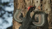 Der Flugsaurier Anchiornis hatte vier Fl&uuml;gel und benutzte B&auml;ume als Startrampe.