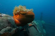Relikte des Zweiten Weltkriegs wie Flugzeugwracks nutzen Anemonen als Heimstatt.