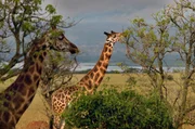 Giraffen, Murchison-Falls-Nationalpark Giraffen, Murchison-Falls-Nationalpark