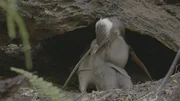 Gelbaugenpinguine ziehen ihre Jungtiere in Bruth&ouml;hlen im s&uuml;dlichen Neuseeland auf.