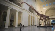 Titanosaurier wurden so gro&szlig; wie heutige Passagierflugzeuge.
