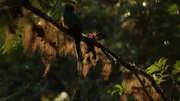Ein schillernder Quetzal. Ein schillernder Quetzal.