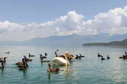 Der Prespa-Nationalpark beheimatet das weltweit größte Brutgebiet von Krauskopfpelikanen. Etwa 70 Prozent der ansässigen Pelikanpopulation sind durch die Vogelgrippe gestorben.