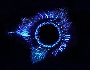 Die Tiefsee-Qualle Atolla entfacht bei Bedrohung ein verwirrendes Blaulicht-Feuerwerk. Die Tiefsee-Qualle Atolla entfacht bei Bedrohung ein verwirrendes Blaulicht-Feuerwerk.