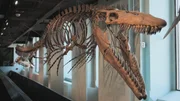 Die Mosasaurier lebten im Zeitalter der Dinosaurier; sie waren schwimmende Reptilien.