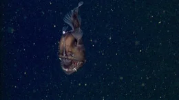 Ein Tiefsee-Anglerfisch lockt mit seiner leuchtenden Angel im Planktonstrom Beute an.