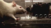 Neurowissenschaftlerin Peggy Mason f&uuml;hrt ein Experiment mit Ratten durch, um herauszufinden, ob Empathie ein Urinstinkt von allen Tieren ist.
