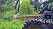Ausgangsmaterial f&uuml;r den Gro&szlig;teil der im Handel erh&auml;ltlichen Einbauk&uuml;chen ist der Rohstoff Holz.