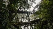 Vorbilder für hybride Gebäude der Zukunft: Die Wurzel-Brücken von Meghalaya sind zum Teil mehrere hundert Jahre alt. Vorbilder für hybride Gebäude der Zukunft: Die Wurzel-Brücken von Meghalaya sind zum Teil mehrere hundert Jahre alt.