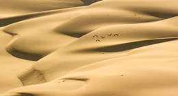 Rosaflaminos in der W&uuml;ste Namib, Namibia