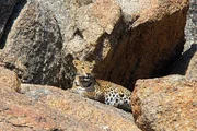 Leopard am Ruheplatz auf einem Felsen  +++ Die Verwendung des sendungsbezogenen Materials ist nur mit dem Hinweis und Verlinkung auf RTL+ gestattet. +++